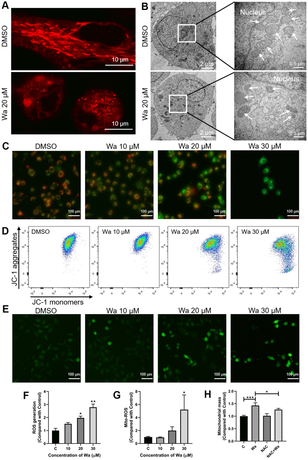 Warangalone causes to mitochondrial damage via ROS. (A, B) MDA-MB-231 cells were treated with 20 μM warangalone for 12 h. The mitochondria were stained with MitoTracker™ Red CMXRos 30 min, and observed by (A) confocal laser scanning microscopy (CLSM) (mitochondria emit red) and (B) transmission electron microscopy (TEM) (arrows mark mitochondria). (C, D) MDA-MB-231 cells were treated with the indicated concentrations of warangalone for 12 h. Fluorescence microscopy (C) and flow cytometry (D) were used to detect the mitochondrial membrane potential. JC-1 aggregates emit orange, and JC-1 monomers emit green. (e-g) MDA-MB-231 cells were treated with the indicated concentrations of warangalone for 12 h. Whole cell ROS was detected through fluorescence microscope (E) and fluorescence spectrophotometry (F). ROS labeled with DCFH-DA emit green (E). MitoSOX was used to specifically detect mitochondrial superoxides through flow cytometry (G). (H) MDA-MB-231 cells were pretreated with NAC (5 mM) for 1 h, and cultured with warangalone (20 μM) for 12 h. The mitochondria were stained with MitoTrackerTM Red CMXRos for 30 min and flow cytometry was used to detect mitochondrial mass. One-way ANOVA was used for statistical analysis (n ≥ 3). *P 