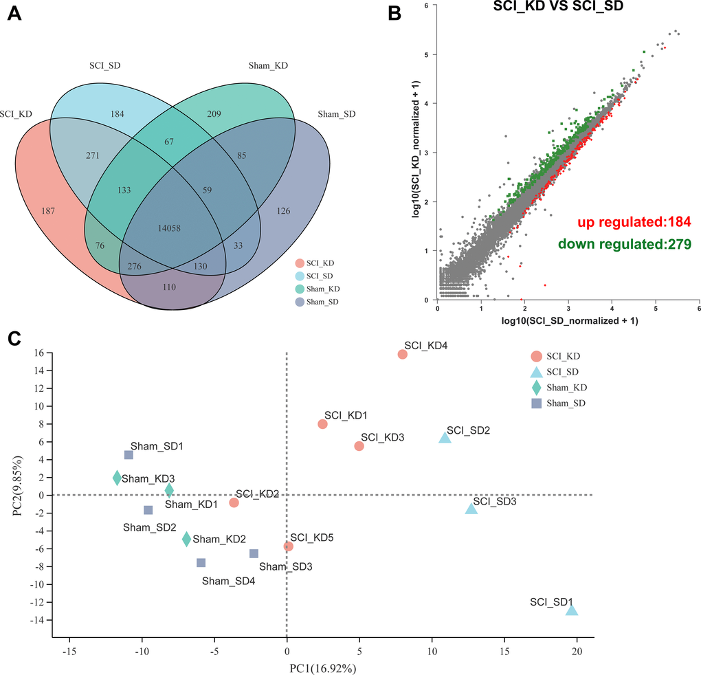 Changes in mRNA expression profiles between groups. (A) The mRNA expression of the four groups in the entire transcriptome. (B) Volcano plots showing the up- and downregulated mRNA transcripts in the SCI