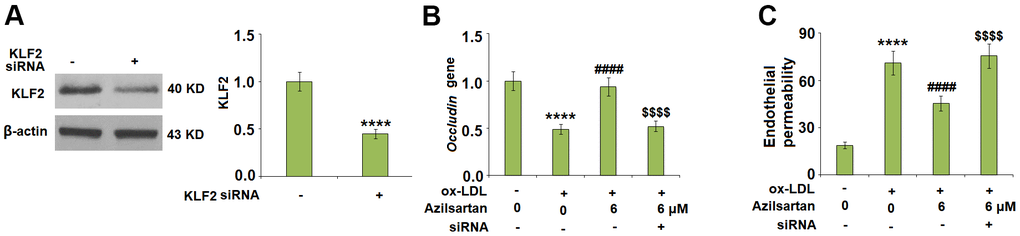 Silencing of KLF2 abolished the effects of Azilsartan in occludin expression and endothelial permeability. Cells were transfected with KLF2 siRNA, followed by stimulation with ox-LDL (100 μg/mL) in the presence or absence of Azilsartan (6 μM) for 24 hours. (A) Successful knockdown of KLF2 as measured by western blot analysis. (B) Gene expression of occludin; (C) Endothelial monolayer permeability (****, P