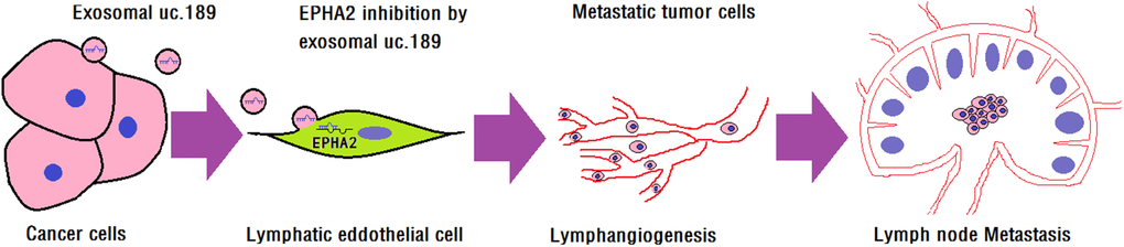 Exosomal uc.189 promotes lymphangiogenesis. Illustrative model showing the mechanism whereby ESCC-secreted exosomal uc.189 promotes lymphangiogenesis by downregulating lymphatic EPHA2 expression that then facilitates lymphatic metastasis.