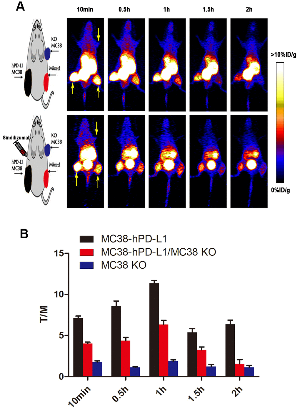 PET imaging studies of 68Ga-NOTA-Nb109. (A) Dynamic PET scanning of MC38 tumor–bearing models (with or without injection of Sindilizumab) over 0–2 h after injection of 4.0–5.0 MBq of 68Ga-NOTA-Nb109. (n=3, tumors indicated by the yellow arrow). (B) Tumor-to-muscle (T/M) ratio of 68Ga-NOTA-Nb109 was analyzed according to the quantification analysis of PET images.