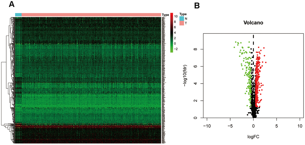 Identification of differentially expressed ZNF genes in the TCGA-BC cohort. (A) Heatmap depicting the expression levels of ZNF genes in tumor (T) and normal (N) samples. (B) Volcano plot representation of differentially expressed ZNF genes in the TCGA-BC cohort.