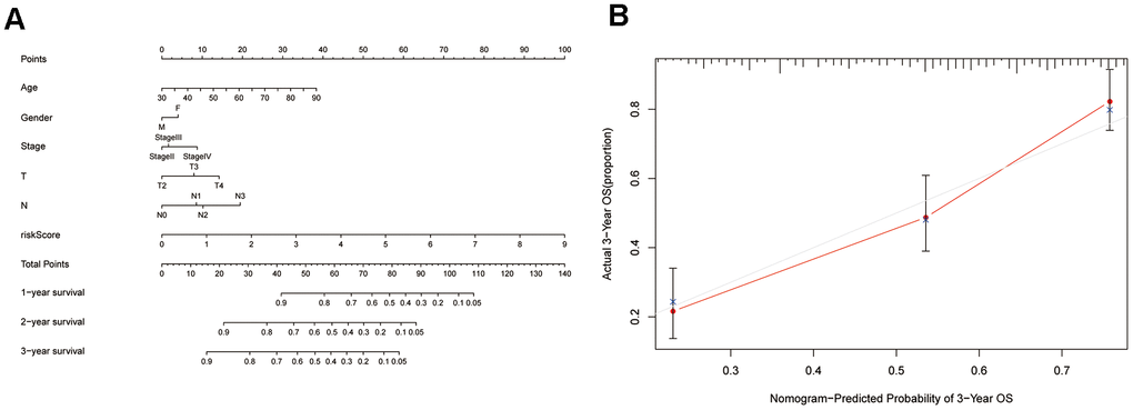 Construction of a nomogram based on the 7-ZNF-gene signature. (A) Nomogram based on the ZNF-gene signature and clinical information. (B) Decision curve analysis evaluating the clinical utility of the nomogram at 3-year survival.
