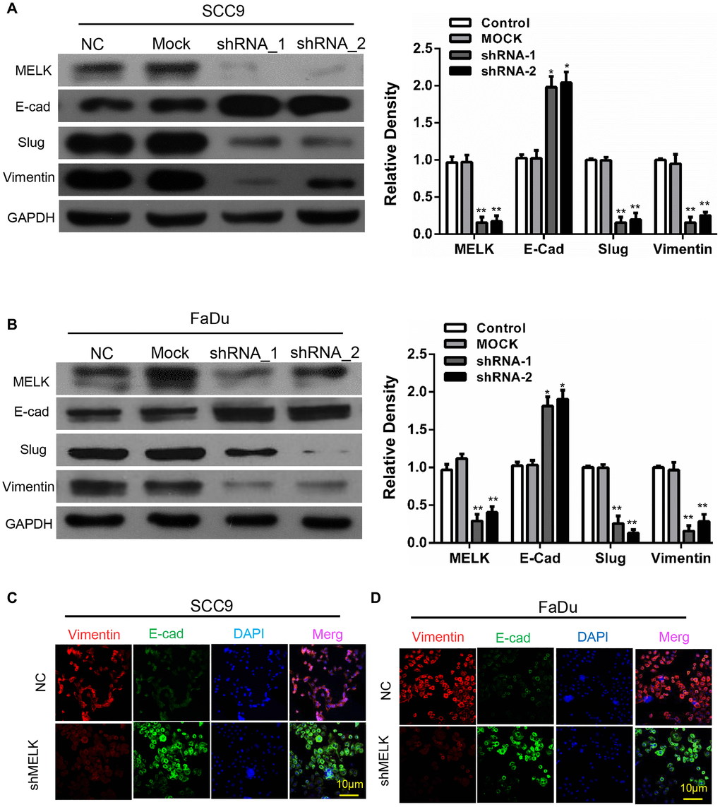 Blocking MELK diminishes the EMT progress in OSCC cell lines. Representative immunoblotting analysis of MELK, E-cad, Slug and vimentin expression after transfection of shMELK in SCC9 (A) and Fadu (B) cell. Immunofluorescence analysis of MELK, vimentin and E-cadherin in SCC9 (C) and FaDu (D) cells transfected with shMELK. Scale bars = 10 μm. *P **P 