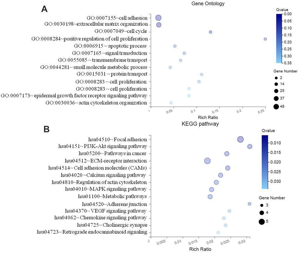 Functional enrichment analyses of differentially expressed miRNA target genes. (A) GO enrichment analysis; (B) KEGG pathway enrichment analysis GO, Gene ontology; KEGG, Kyoto Encyclopedia of Genes and Genomes; FDR, false discovery rate.