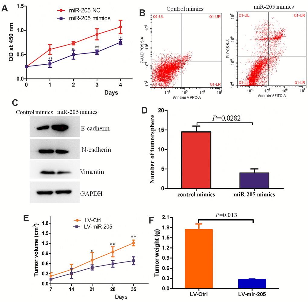 Over-expression of miR-205 inhibited the malignant behaviors of breast cancer cells. (A) The proliferation of MCF7 and MDA-MB-231 cells with the transfection of control miRNA or miR-205 mimic as determined by the CCK-8 assay. (B) Over-expression of miR-205 promoted the apoptosis of MDA-MB-231 cells. (C) Over-expression of miR-205 regulated the expression of biomarkers of EMT in MDA-MB-231 cells. (D) Over-expression of miR-205 significantly inhibited the colony formation of breast cancer cells. (E) The tumor volume of the over-expressed miR-205 group was lower than the control group. (F) The tumor weight of the over-expressed miR-205 group was lower than the control group.*PP