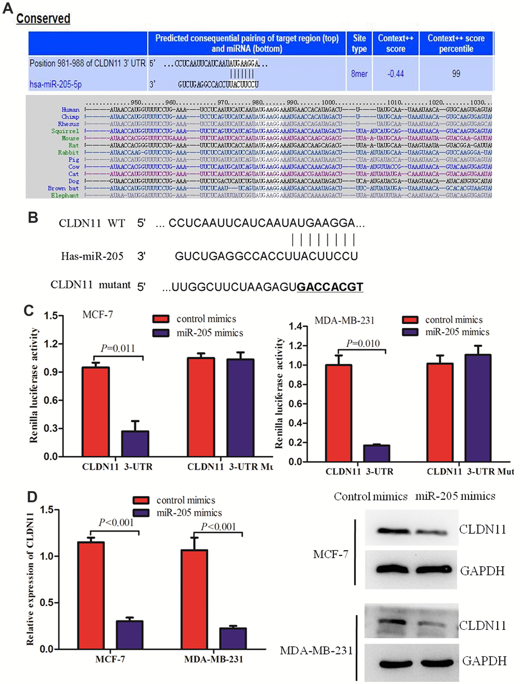 CLDN11 was a direct target of miR-205. (A, B) The predicted binding sites of miR-205 at the 3’-UTR of CLDN11 using bioinformatics (B, C) Overexpression of miR-205 reduced the luciferase activity of wild-type 3’-UTR of CLDN11 in MCF-7 and MDA-MB-231 cells. (D) Over-expression of miR-205 suppressed both the mRNA and protein levels of CLDN11 in both MCF7 and MDA-MB-231 cells.