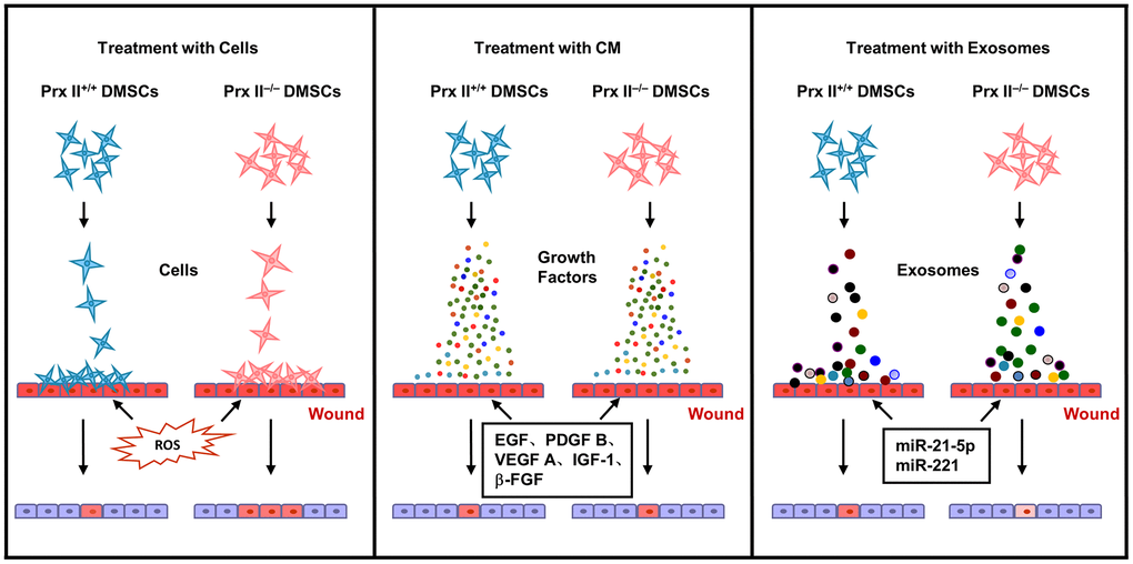 Proposed mechanism whereby Prx II regulates wound healing in DMSCs.