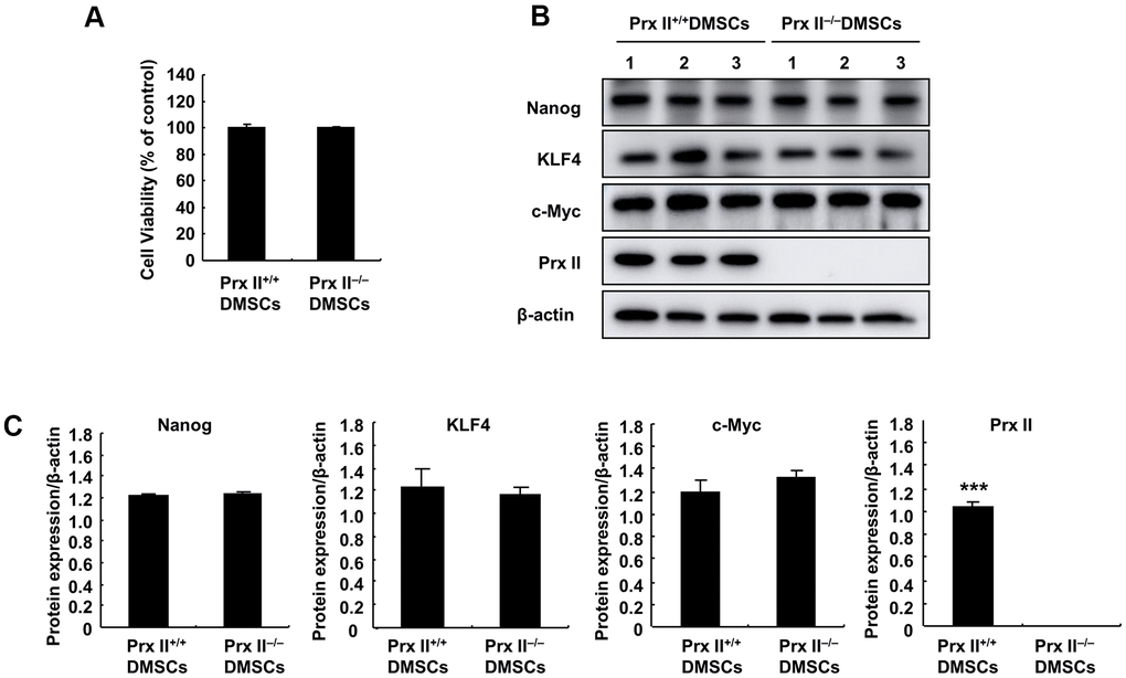 Detection of Prx II+/+ DMSC and Prx II−/− DMSC proliferation and stem cell stem-related proteins. (A) Cell proliferation was detected by performing MTT assays after culturing for 24 h. (B, C) Western blot analysis of Prx II+/+ DMSC and Prx II−/− DMSC extracts, and data quantification, in order to investigate stem cell stem-related proteins, such as Nanog, KLF4, and c-Myc.