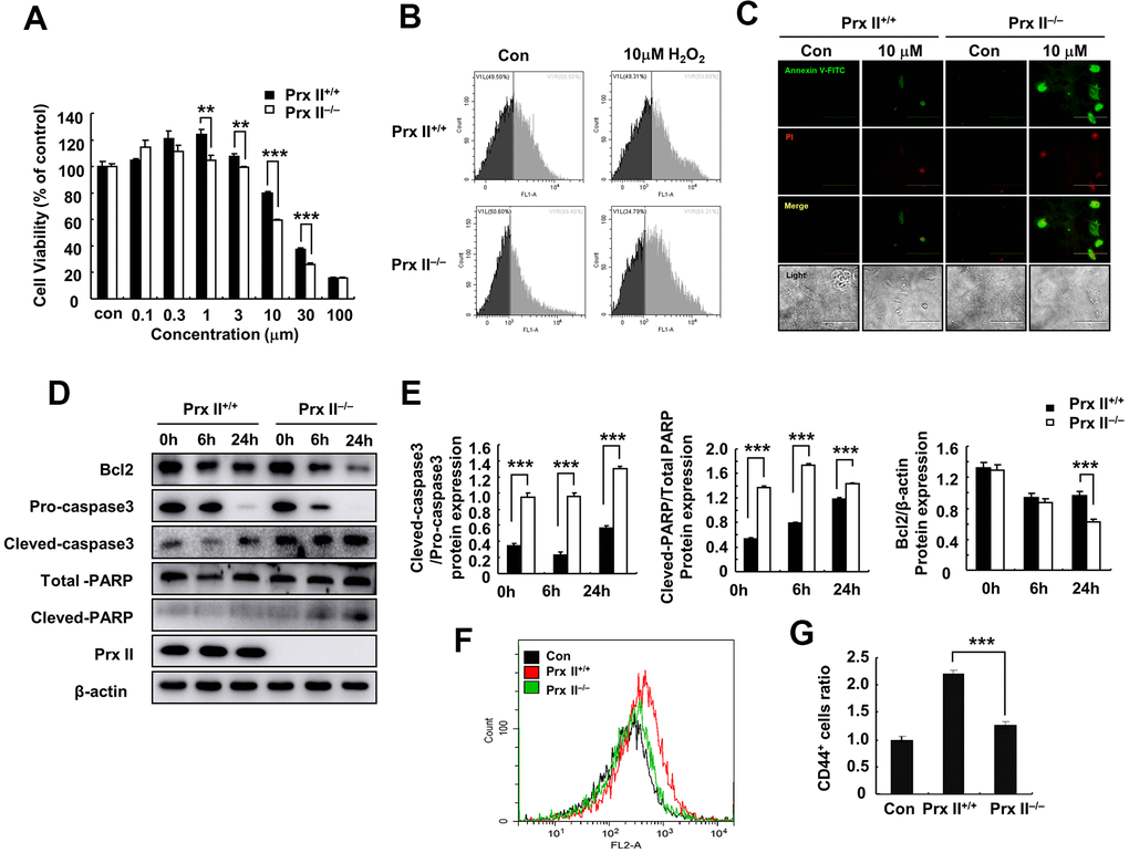 Deletion of Prx II promoted DMSC apoptosis under H2O2-induced oxidative stress. (A) Cell viabilities of Prx II+/+ DMSCs and Prx II−/− DMSCs after treatment with increasing concentrations of H2O2. **p p B) Cell death was detected by flow cytometry after treatment for 24 h with 10 μM H2O2. (C) Annexin V and PI staining were performed to visualize apoptosis after treatment for 24 h with 10 μM H2O2. (D, E) Western blotting of Prx II+/+ DMSC and Prx II−/− DMSC extracts, and data quantification, in order to investigate the effect of 10 μM H2O2 on the expression of Prx II and apoptosis-related proteins, such as Bcl2, pro-caspase 3, and cleaved-caspase 3, total PARP, and cleaved PARP after 6 and 24 h. (F, G) Flow cytometry was used to detect the number of CD44-positive cells in the wound site after treatment with Prx II+/+ DMSCs and Prx II−/− DMSCs treatment, and to quantify the data.