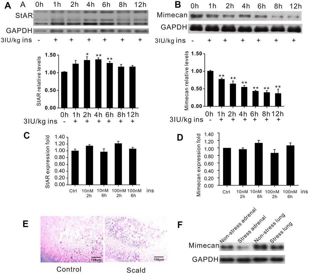Downregulation of mimecan expression in the adrenal glands during stress. (A) Northern blot analysis and quantified results confirming the expected increase in StAR gene expression in C57BL/6 male mice subjected to hypoglycemic stress and time-dependent reduction of mimecan gene expression in the adrenal glands of C57BL/6 male mice subjected to hypoglycemic stress (10 mice for each time point). (B) Mice were fasted for 12 h and injected with insulin (3 IU/kg). The 0 h group was not injected to avoid stress and served as a control. All other groups were compared with the 0 h group. (C, D) StAR and Mimecan mRNA levels in Y1 cells after insulin treatment detected by Realtime PCR showed no change compared with the control group that received no treatment. (E) Sections of adrenal glands hybridized with fluorescein-labeled StAR antisense probes. Positive signals (blue) were significantly increased compared with the sham operation control group (image obtained under visible light). (F) Analysis of mimecan expression by Northern blot analysis in scalded C57BL/6 male mice (15 mice per group), showing pronounced downregulation of mimecan mRNA in adrenal glands and no change in lung tissues. Data information: Data are expressed as means ±SEM. *p