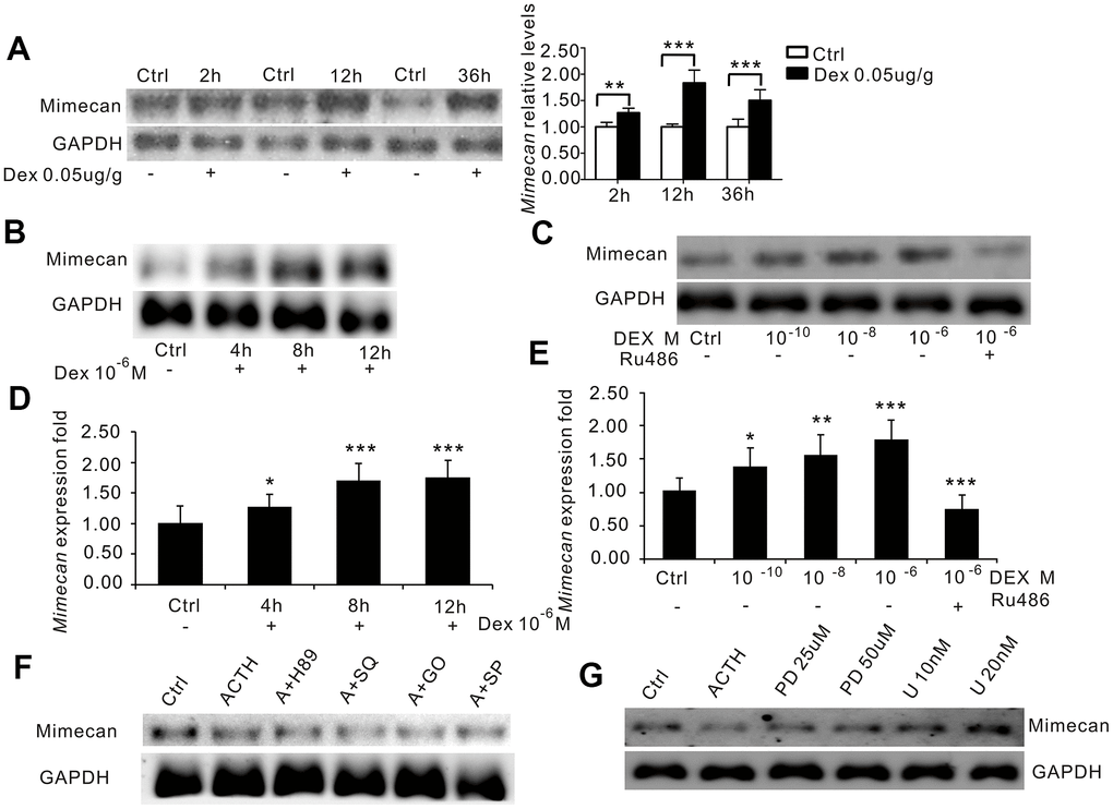 Dexamethasone (DEX) increases mimecan expression in mice and Y-1 cells. (A) Northern blot analysis reflecting the time-dependent increase in mimecan mRNA expression in the adrenal tissues of the C57BL/6 male mice after intramuscular injection of DEX compared with the corresponding control groups that were injected with 0.9% saline (0.05 μg/g; 10 mice per group for each time point). (B) The time-dependent increase in mimecan mRNA in Y-1 cells after DEX treatment (10−6 M), analyzed using Northern blot analysis. Y-1 cells were serum-deprived overnight before adding DEX or DEX + RU486. (C) The dose-dependent increase in mimecan mRNA in Y-1 cells after DEX treatment was abolished by 1 μM RU486, analyzed using Northern blot analysis. (D, E) The mRNA levels in (B) and (C) were determined using quantitative real-time PCR. Relative mimecan mRNA levels were normalized to GAPDH mRNA expression and compared with untreated controls. (F) ACTH-induced suppression of mimecan expression cannot be attributed to PKA, cAMP, PKC, or JNK signaling. (G) The inhibitory effect of ACTH was abolished by the ERK pathway inhibitors PD98059 and U0126, which rescued mimecan expression in a dose-dependent manner. H89: inhibitor of the PKA pathway; SQ: SQ22536, inhibitor of the cAMP pathway; G0: G06983, inhibitor of the PKC pathway; SP: SP600125, inhibitor of the JNK pathway; PD: PD98059, inhibitor of the ERK pathway; U: U0126, inhibitor of the ERK pathway. Y-1 cells were serum-deprived overnight prior to adding inhibitors. Mimecan gene expression in Y-1 cells was analyzed by Northern blot analysis. The relative mimecan mRNA levels were normalized to GAPDH mRNA expression. Data information: *ppp