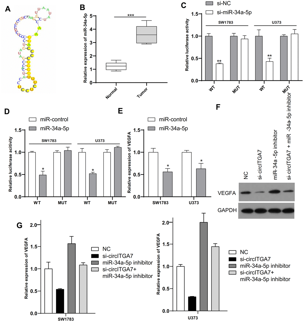 CircITGA7 functioned as a sponge of miR-34a-5p and VEGFA was a target of miR-34a-5p in glioma. (A) The binding site of miR-34a-5p in circITGA7. (B) Relative expression of miR-34a-5p in glioma tissues and paired adjacent normal tissues. (C) SW1783 and U373 were transfected with wide-type or mutant circITGA7 reporter plasmid, and the luciferase reporter was performed to confirm the direct target site. (D) SW1783 and U373 cells were transfected with wide-type or mutant VEGFA reporter plasmid, and the luciferase reporter was performed to confirm the direct target sites. (E) Overexpression of miR-34a-5p inhibited the levels of VEGFA in SW1783 and U373 cells by qRT-PCR. (F) Western blot results showed that the level of VEGFA protein in cells transfected with si-circITGA7 decreased, while the level of VEGFA protein in cells transfected with miR-34a-5p inhibitor increased, compared with the control group, miR-34a-5p inhibitor can reduce si-circITGA7 decreases the level of VEGFA protein. GAPDH was as the control. (G) The miR-34a-5p inhibitor eliminated the inhibitory effect of circITGA7 knockdown on VEGFA in SW1783 and U373 cells. *p 