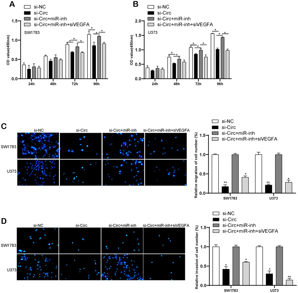 CircITGA7-induced change of glioma cell metastasis by regulating miR-34a-5p/VEGFA pathway. (A, B) CCK-8 assay was used to determine cell growth in SW1783 and U373 transfected with indicative plasmids. (C, D) Transwell assay was utilized to examine cell migration and invasion in SW1783 and U373 transfected with indicative plasmids. *p 