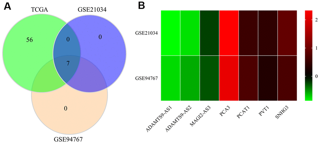 Verification of the identified lncRNAs in GEO datasets. (A) Venn diagrams of differently expressed lncRNAs in the TCGA, GSE21034, and GSE94767 datasets. (B) Heatmap of differently expressed lncRNAs in the TCGA, GSE21034, and GSE94767 datasets.