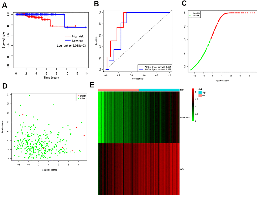 Assessment of the autophagy-associated lncRNA signature. (A) Kaplan-Meier analysis of prostate cancer patients stratified by the median risk score. (B) ROC analysis of the sensitivity and specificity of the survival for the risk score. (C) Risk score distributions between the high-risk group and the low-risk group. (D) The scatter plot exhibited the associations between risk score, survival status, and survival time. (E) Heatmap of two autophagy-related lncRNA expressions.