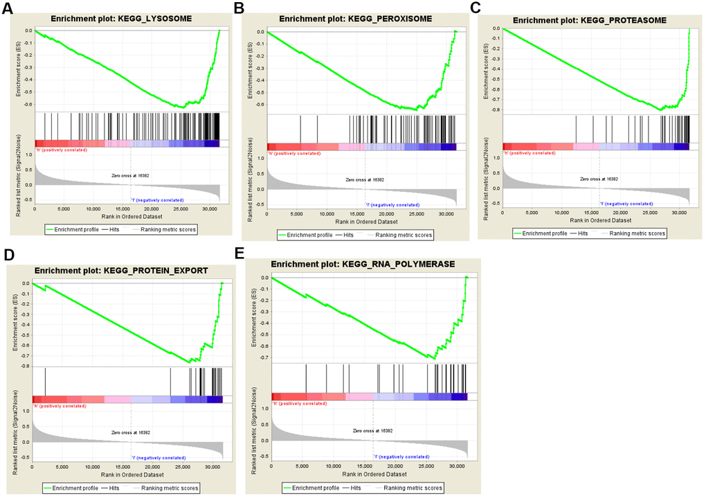 Gene set enrichment analysis (GSEA) of high-risk and low-risk prostate cancer patients based on the autophagy-related lncRNA prognostic signature. The GSEA analysis showed that samples with low-risk patients enriched in (A) lysosome, (B) peroxisome, (C) proteasome, (D) protein export, and (E) RNA polymerase pathways.