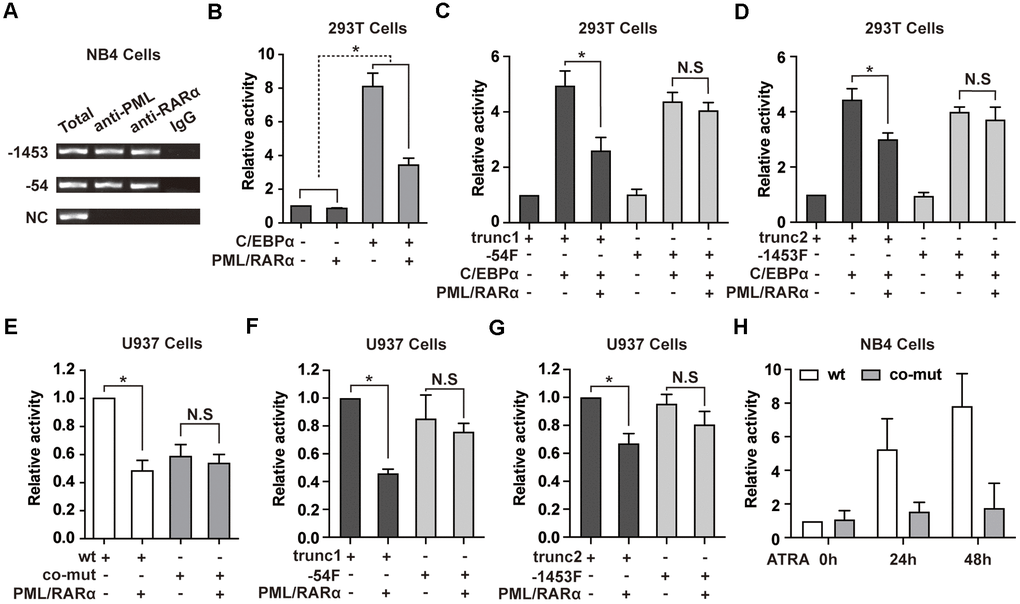 PML/RARα binds to NEAT1 promoter and represses the C/EBPα-mediated transactivation of NEAT1. (A) ChIP was performed in NB4 cells with anti-PML, anti-RARα, or nonspecific (normal immunoglobulin G (IgG)) antibodies. The immunoprecipitated DNA was amplified by PCR, followed by agarose electrophoresis. (B) The promoter of NEAT1 was co-transfected into 293T cells along with pcDNA3.1 vector or pcDNA3.1-PML/RARα expression plasmid in the absence or presence of C/EBPα. (-) and (+) represent the absence or presence of the indicated plasmid. (C, D) NEAT1 promoter truncation plasmids that contain (trunc1 and trunc2) or do not contain RARE and RARE half motifs (-54F and -1453F) were co-transfected with pcDNA3.1 vector or pcDNA3.1-C/EBPα and with or without PML/RARα-expression construct. Luciferase activity was detected 24 h after transfection. (E) The wild-type (wt) or double mutated (co-mut) NEAT1 promoter construct was co-transfected into U937 cells along with pcDNA3.1 vector or pcDNA3.1-PML/RARα expression plasmid. (F, G) NEAT1 promoter truncation plasmids in the presence (trunc1 and trunc2) or absence of RARE and RARE half motifs (-54F and -1453F) were co-transfected with pcDNA3.1 vector or pcDNA3.1-PML/RARα expression construct. (H) The wild-type (wt) or double mutated (co-mut) NEAT1 promoter construct was transfected into NB4 cells. Six hours later, cells were treated with ATRA and tested at the indicated time points. The error bar represents the standard error of the mean (S.E.M.) (n=3). * indicates p