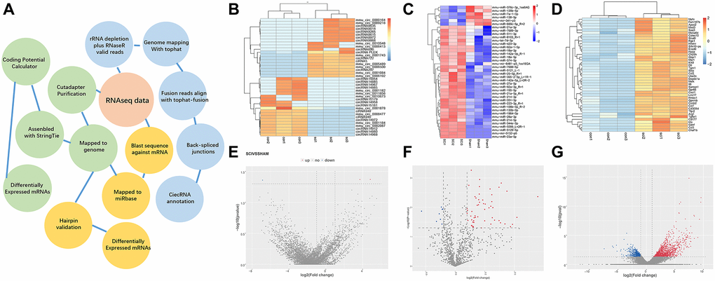 Overview of differentially expressed ncRNAs and mRNAs. (A) Overview of the analysis pipeline. (B–D) Hierarchical cluster analysis of significantly upregulated and downregulated ncRNAs and mRNAs. Each column represents a sample and each row represents an ncRNA or mRNA. Red represents high relative expression and blue represents low relative expression. (E–G) Volcano plots were used to visualize differential expression after SCI. The red and blue points represent upregulated and downregulated ncRNAs and mRNAs, respectively, with statistical significance. Significance was defined as p 