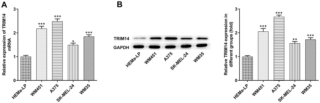 TRIM14 was upregulated in melanoma cell lines. The human epidermal melanocytes (HEMa-LP) and melanoma cell lines (A375, SK-MEL-24, WM451, WM35) were used to detect the mRNA level of TRIM14 using RT-qPCR (A) and the protein expression of TRIM14 using western blot (B). *, **, ***p 
