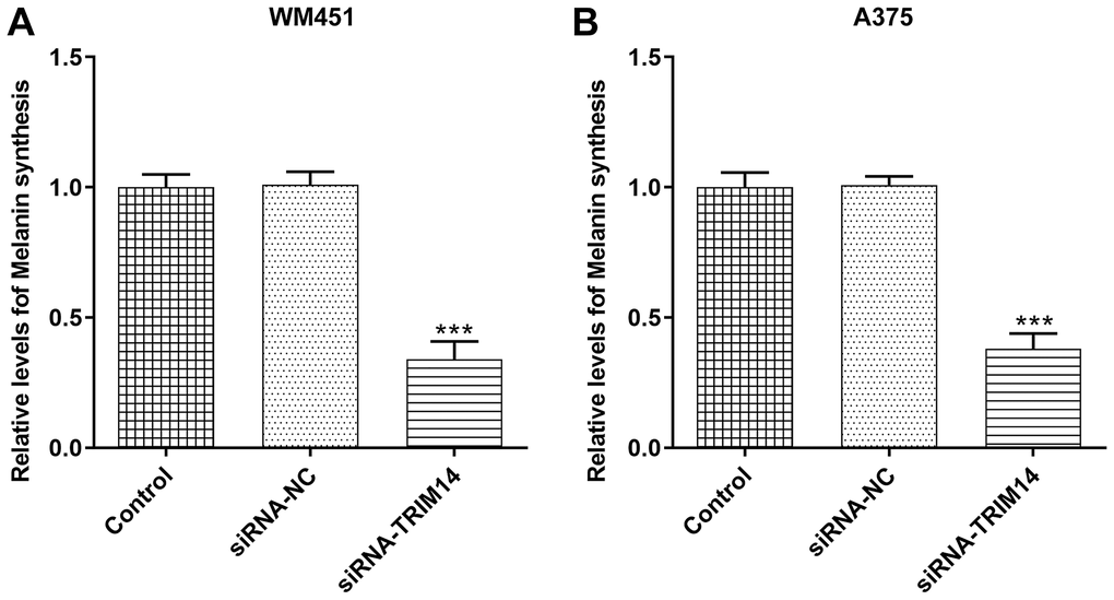 TRIM14 knockdown downregulated melanin synthesis of melanoma cell. After transfection, the melanin synthesis abilities of different groups in both WM451 and A375 cells were measured (A–B). ***p 