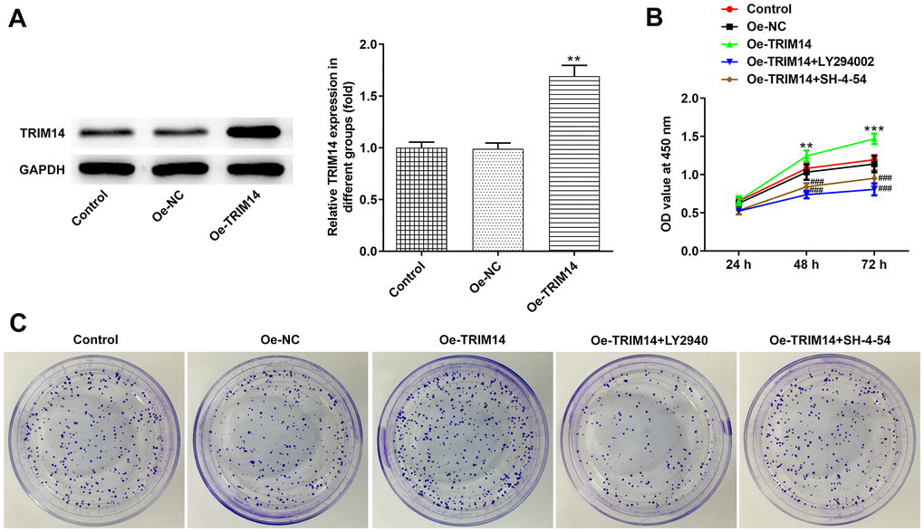 Overexpression of TRIM14 promoted melanoma cell proliferation via AKT and STAT3 pathways. A375 cells were transfected with Oe-NC and Oe-TRIM14, and the protein expression of TRIM14 after transfection was determined using western blot (A). A375 cells were transfected with Oe-TRIM14 with or without the treatment of LY294002 (an AKT pathway inhibitor) or SH-4-54 (a STAT3 pathway inhibitor). After transfection, cell proliferation ability was determined using CCK-8 assay (B) and clone formation assay (C). **p ###p 