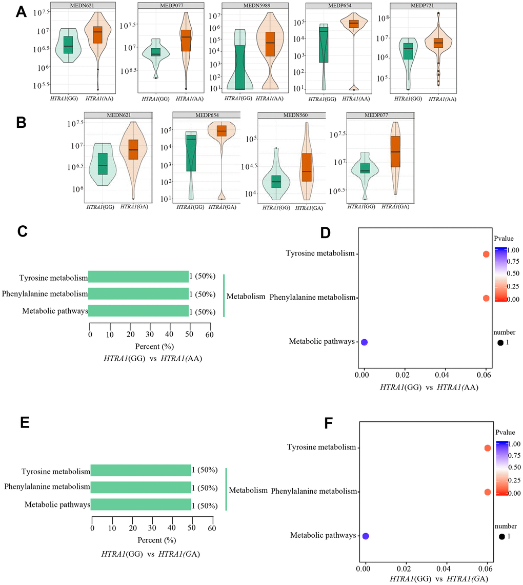Relative contents and the results of KEGG classification and enrichment of differential metabolites between HTRA1 rs10490924 genotypes GG, AA, and GA. (A, B) are relative contents of differential metabolites between HTRA1 genotypes GG, AA, and GA. (C, D) are the results of KEGG classification and enrichment genotypes GG and AA. (E, F) are the results of KEGG classification and enrichment genotypes GG and GA. Because there are three kinds of repeated metabolites in the two groups, the classification and enrichment analysis results of KEGG are very similar.