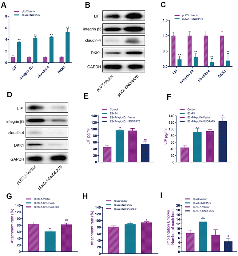 SNORA75 promotes endometrial receptivity. (A) The effect of SNORA75 overexpression on the expression of receptivity-related factors in EEC cells was detected by real-time quantitative PCR. (B) Western blotting was used to detect the effect of SNORA75 overexpression on the expression of receptivity-related factors in EEC cells. (C) Real-time quantitative fluorescence PCR was used to detect the effect of SNORA75 knockdown on the expression of receptivity-related factors in EEC cells. (D) Western blotting was used to detect the effect of SNORA75 knockdown on the expression of receptivity-related factors in EEC cells. (E) The effect of SNORA75 knockdown on LIF expression in EEC cell culture medium was detected by ELISA. (F) ELISA was used to detect the effect of SNORA75 overexpression on LIF expression in the culture medium of EEC cells. (G) Effect of SNORA75 silencing on the trophoblast adhesion rate. (H) Effect of SNORA75 overexpression on the trophoblast adhesion rate. (I) Effect of SNORA75 on embryo implantation. "##" indicates that, compared with the pLKO.1-vector group, P **" indicates that, compared with the pLVX-vector group, P 