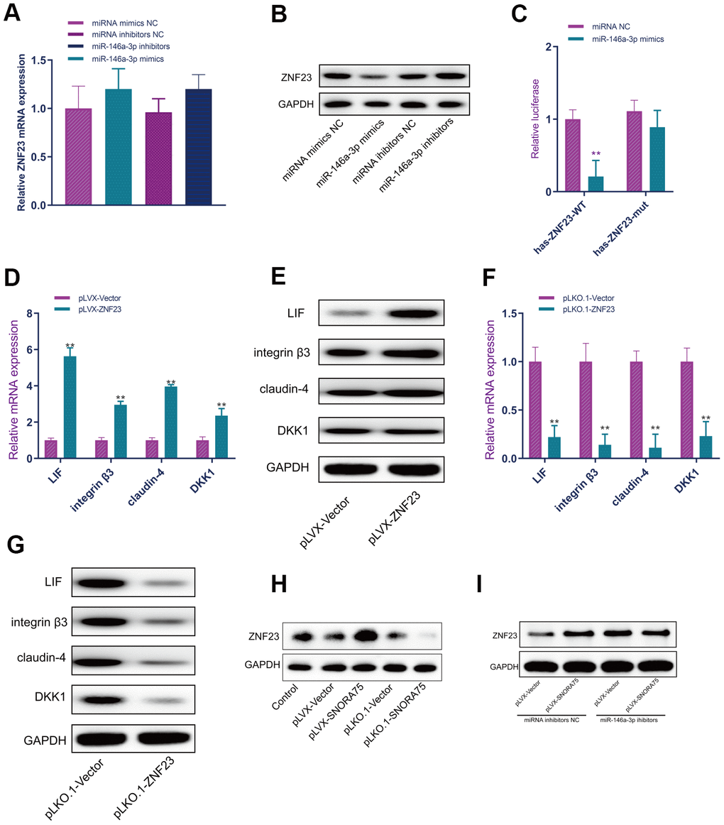 SNORA75 promotes ZNF23 expression by modulating miR-146a-3p. (A) The effect of miR-146a-3p on ZNF23 mRNA expression was detected by real-time quantitative fluorescence PCR. (B) The effect of miR-146a-3p on ZNF23 protein expression was detected by Western blotting. (C) The binding of miR-146a-3p to hsa-ZNF23 was detected by the luciferase reporter assay. (D) The effect of ZNF23 overexpression on the expression of receptivity-related factors in EEC cells was detected by real-time quantitative PCR. (E) Western blotting was used to detect the effect of ZNF23 overexpression on the expression of receptivity-related factors in EEC cells. (F) The effect of ZNF23 knockdown on the expression of receptivity-related factors in EEC cells was detected by real-time quantitative fluorescence PCR. (G) Western blotting was used to detect the effect of ZNF23 knockdown on the expression of receptivity-related factors in EEC cells. (H) ZNF23 expression was detected by Western blotting. (I) ZNF23 expression was detected by Western blotting. "**" indicates P 