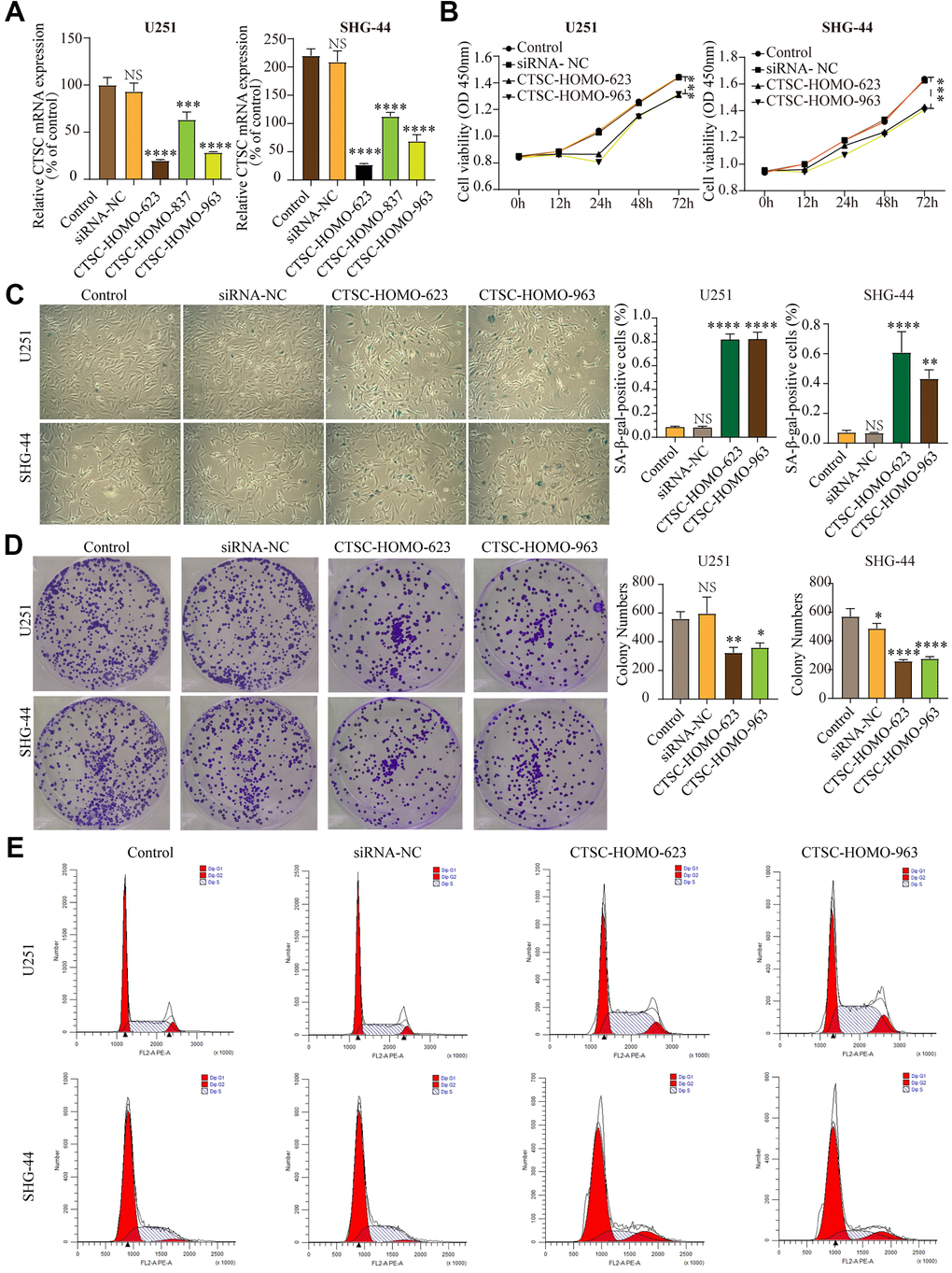 (A) The expression levels of CTSC mRNA decreased after siRNA transfection in SHG-44 and U251 cells. (B) CCK-8 assays showed that inhibition of CTSC suppressed proliferation of SHG-44 and U251 cells. (C) Numbers and images of positive SA-b-gal staining cells in control, siRNA-NC, CTSC-inhibition cells are shown. (D) Images and histograms showing colony formation and numbers in the SHG-44 and U251 cells. (E) Diagrams showing the percentage distribution of SHG-44 and U251 cells stained with PI in the different phases of the cell cycle. (siRNA-NC, siRNA negative control, NS, p>0.05, * p 
