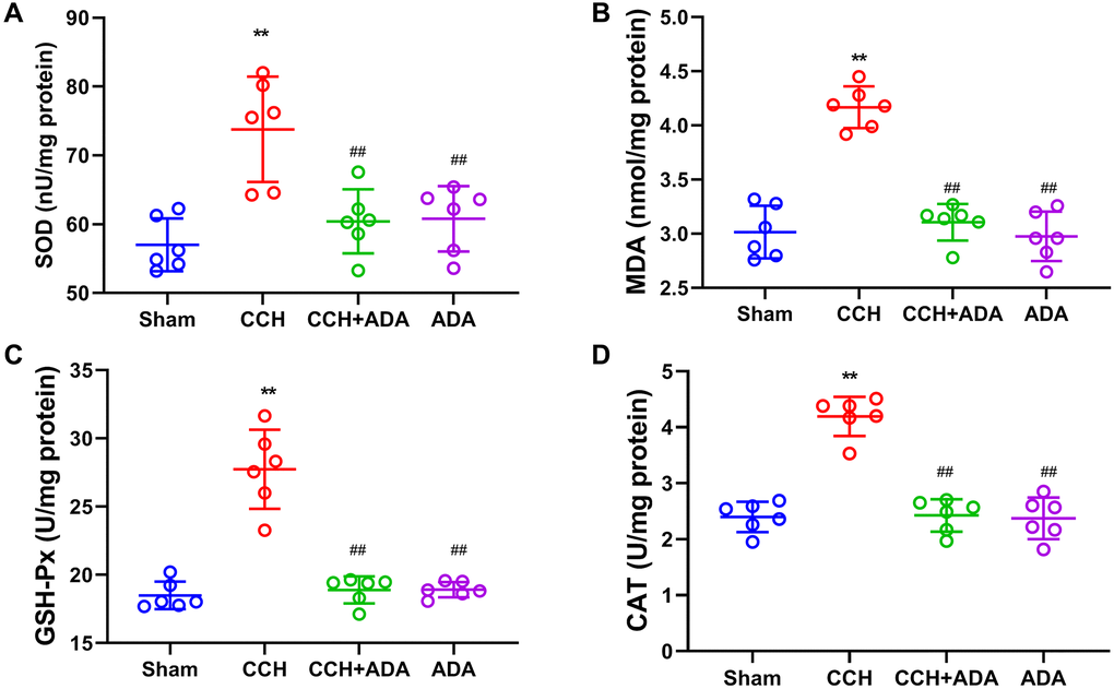 ADA protected against oxidative stress in CCH rats. The levels of SOD (A), MDA (B), GSH-Px (C) and CAT (D) in the different groups were measured by the commercial kits. All values are expressed as the mean ± SEM (n = 6). **p ##p 