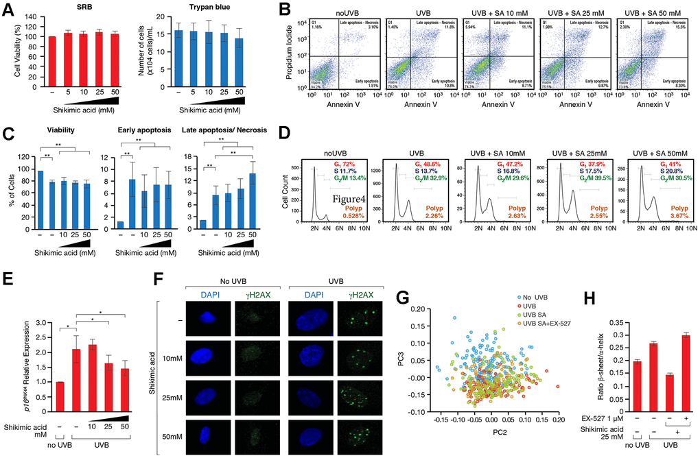 (A) SRB and Trypan blue cell viability assays performed in cells treated with or without Shikimic acid (5, 10, 25 and 50 mM) for 24h. (B) Apoptosis detection using the Annexin V-FITC/PI double staining followed by flow cytometry in non-irradiated and non-treated cells, irradiated and non-treated cells and irradiated cells treated with Shikimic acid (10, 25 and 50 mM). (C) Representation and statistical analysis of the percentage of apoptotic cells in each of the conditions analyzed. (D) Cell cycle analysis using PI staining followed by flow cytometry. (E) Relative p16INK4a mRNA levels monitored by qPCR in the indicated conditions. Student T-test, *pF) Immunofluorescence of γH2AX in non-irradiated and non-treated cells, irradiated and non-treated cells and irradiated cells treated with Shikimic acid (10, 25 and 50 mM). (G) Principal component analysis (PCA) on Savitzky–Golay second derivatized spectra in the fingerprint region (1800–950 cm−1) for non-irradiated cells (No UVB), irradiated non-treated cells (UVB), irradiated cells treated with Shikimic acid 25 mM (UVB SA) and irradiated cells treated with Shikimic acid 25 mM plus EX-527 1 μM (UVB SA+EX-527). Student T-test, *pH) Beta-sheet to alpha-helix ratio obtained by curve-fitting analysis of the amide I band (1700-1600 cm-1).