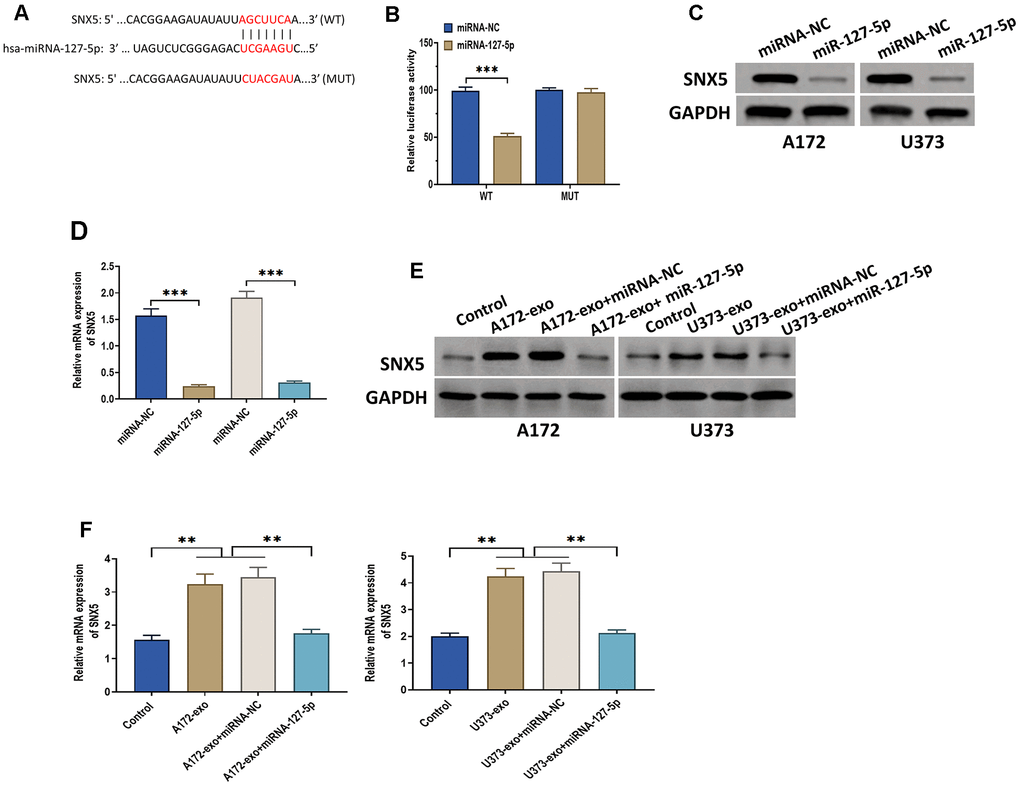 miRNA-127-5p directly targets SNX5. (A) The putative binding sequence of miRNA-127-5p of 3′-UTR of SNX5, as predicted by online bioinformatics database StarBase and TargetScan. (B) Luciferase reporter assay in HEK293T cells co-transfected with miRNA-127-5p mimics or mimics negative control and reporter constructs carrying wild-type or mutant miRNA-127-5p binding sequence of 3′-UTR of SNX5. (C) The protein expression of SNX5 in glioma cells treated with miRNA-127-5p mimics or mimics negative control. (D) The mRNA expression of SNX5 in glioma cells treated with miRNA-127-5p mimics or mimics negative control. (E) The protein expression of SNX5 in glioma cells treated with exosomes isolated from A172 or U373 cells, exosomes isolated from A172 or U373 cells plus miRNA-127-5p mimics or mimics negative control. Cells in the control group received no treatment. (F) The mRNA expression of SNX5 in glioma cells treated with exosomes isolated from A172 or U373 cells, exosomes isolated from A172 or U373 cells plus miRNA-127-5p mimics or mimics negative control. Cells in the control group received no treatment. Data were represented as mean ± SD. ** p 