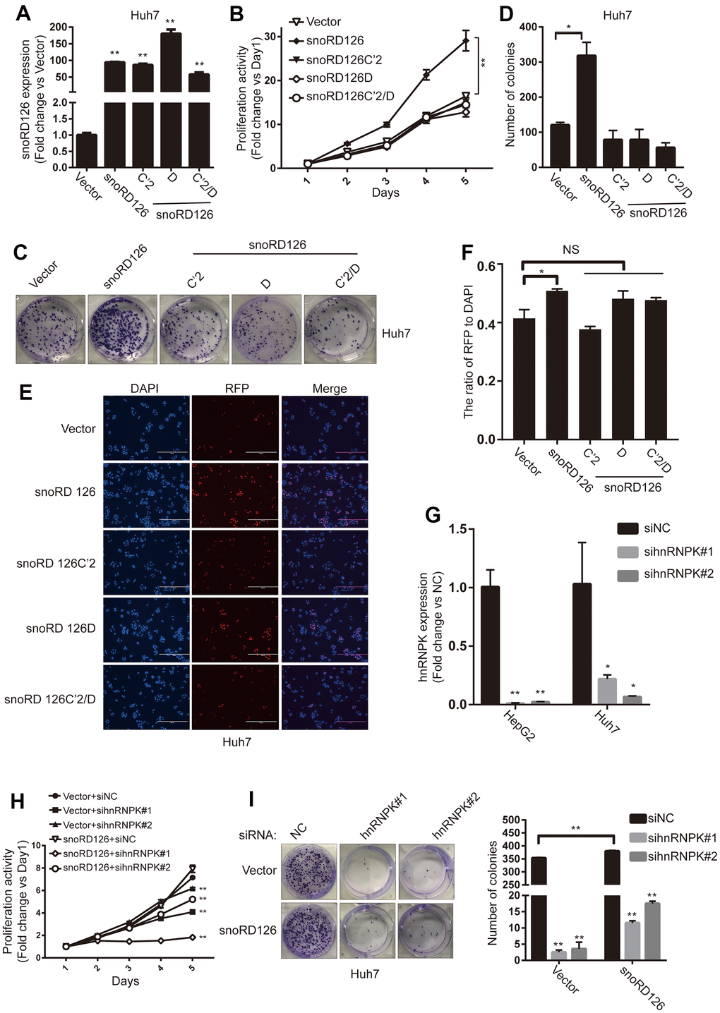 C' box and D box are crucial for snoRD126 to promote cell proliferation. (A) qRT-PCR assay for snoRD126 expression in Huh7 cells with snoRD126 WT or mutants-overexpressing. (B) CCK8 assay performed in Huh7 cells with snoRD126 WT or mutants-overexpression. (C, D) Representative colony formation images and quantification of Huh7 cells with snoRD126 WT or mutants-overexpression. (E, F) Representative EdU images and quantification of Huh7 cells with snoRD126 WT or mutants-overexpression. Scale bar, 400um. (G) qRT-PCR assay for hnRNPK expression in HepG2 cells and snoRD126-overexpressing Huh7 cells with hnRNPK siRNA treatment. (H) CCK8 assays performed in snoRD126- or vector-overexpressed Huh7 cells with hnRNPK siRNA treatment. (I) Representative colony formation images and quantification of snoRD126- or vector-overexpressed Huh7 cells with hnRNPK siRNA treatment. The data represent mean ± SD (n = 3). *P 
