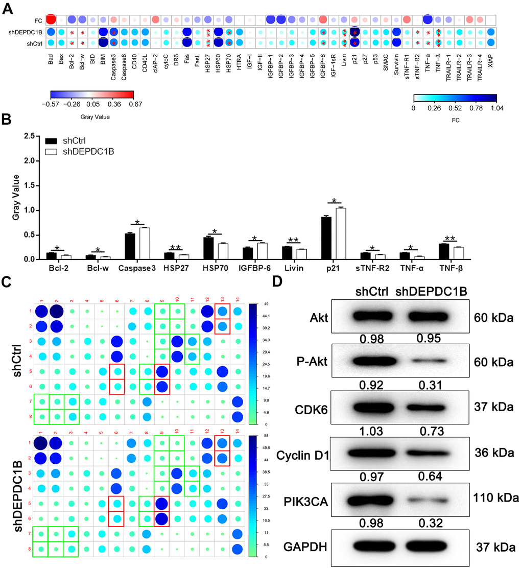 Potential mechanisms of DEPDC1B functions on HCC. (A–C) Bcl-2, Bcl-w, HSP27, HSP70, Livin, sTNF-R2, TNF-α, and TNF-β was significantly down-regulated in shDEPDC1B (PD) P-Akt, CDK6, Cyclin D1, and PIK3CA was down-regulated in shDEPDC1B group.