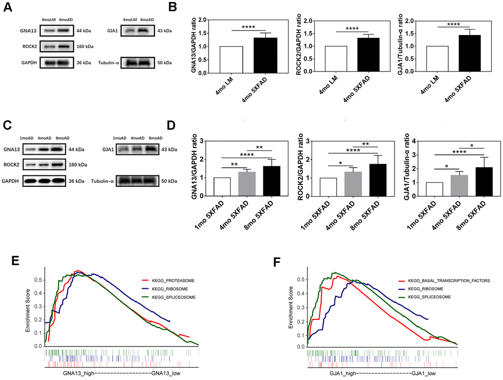 Expression and functional analyses of GNA13, ROCK2 and GJA1. (A, B) Representative immunoblots (A) and densitometry (B) analysis of GNA13, ROCK2, and GJA1 expression in the hippocampus of 5XFAD mice and LM mice. (C, D) Representative immunoblots (C) and densitometry (D) analysis of GNA13, ROCK2, and GJA1 expression in the hippocampus of 5XFAD mice of various ages. (E) Top 3 gene sets (according to NES) enriched in the high-expression group of GNA13. (F) Top 3 gene sets (according to NES) enriched in the high-expression group of GJA1. Data were presented as the mean ± SD of five mice in each group. * p p p 