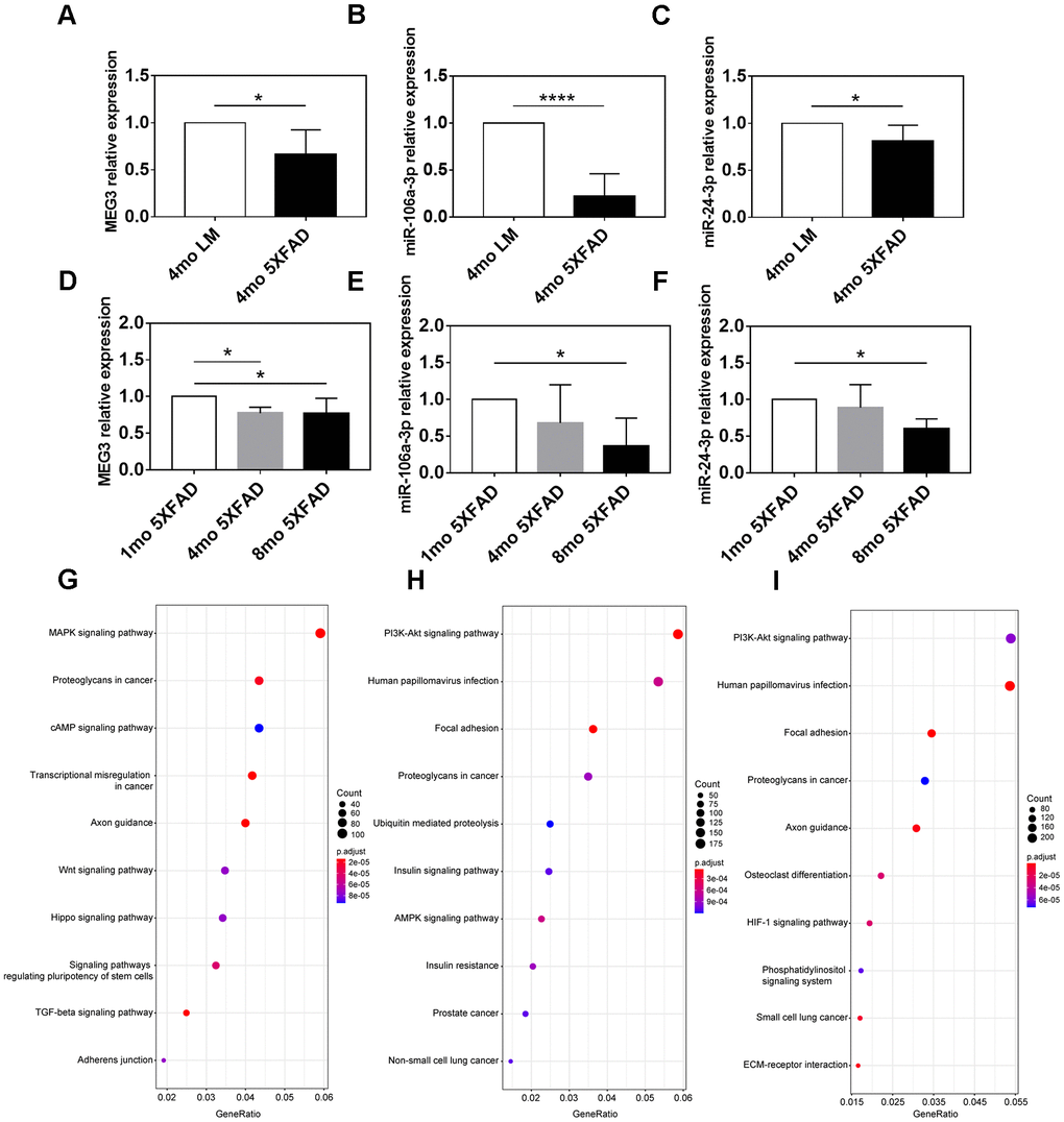 Expression and functional analyses of MEG3, miR-106a-3p and miR-24-3p. (A–C) The expression of MEG3, miR-106a-3p, and miR-24-3p in the hippocampus of 5XFAD mice and LM mice determined by qRT-PCR assay. (D–F) The expression of MEG3, miR-106a-3p, and miR-24-3p in the hippocampus of 5XFAD mice of various ages determined by qRT-PCR assay. (G–I) KEGG pathway analysis of target genes of MEG3, miR-106a-3p, and miR-24-3p. Data were presented as the mean ± SD of five mice in each group. * p p p 