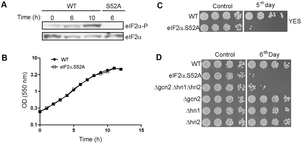 eIF2α phosphorylation is a key factor in the chronological lifespan of S. pombe. (A) eIF2α phosphorylation during the transition from exponential to stationary growth phase. Wild type (WT) and eIF2α.S52A (S52A) cells growing in exponential phase (OD550 = 0.5-1) were collected at different time points, as indicated. eIF2α phosphorylation (eIF2α-P) and total amount of eIF2α were detected by western blot. (B) Growth curve of WT and eIF2α.S52A cells during exponential growth phase and the onset of stationary phase. Measurement of culture density (OD550) is represented in logarithmic scale against time. (C, D) Serial dilutions (1/5) of different S. pombe strains growing in YES medium at the exponential phase (Control) or five (C) or six (D) days after reaching stationary phase, as indicated, were plated onto YES-Agar plates and were incubated at 30° C for 2-3 days. Data information: (A–D) Representative results from at least three independent experiments.