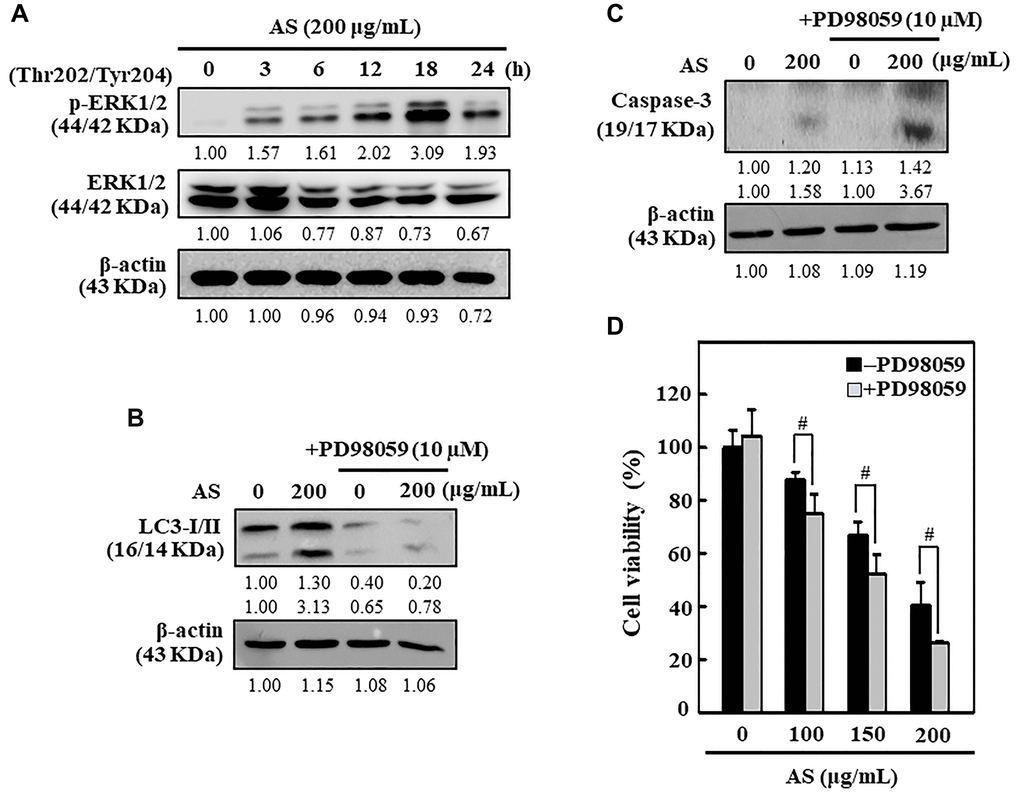 ERK activation inhibited apoptosis through enhanced cytoprotective autophagy in AS-treated SW620 cells. (A) Cells were treated with AS (200 μg/mL) for 0–24 h and immunoblotting was performed to measure the levels of p(Thr202/Tyr204)-ERK1/2 and ERK1/2. Cells were pretreated with or without ERK inhibitor (PD98059, 10 μM) for 1 h, followed by 200 μg/mL AS treatment for 24 h. (B) The expressions of LC3-I/II and (C) caspase-3 were assessed by Western blotting. Relative changes in the expression of protein bands were measured by commercially available quantitative software with the control representing as 1-fold. (D) Cell viability was measured by the MTT assay. Earlier the cells were treated with or without ERK inhibitor (PD98059, 10 μM) for 1 h, and then followed by AS (100, 150, and 200 μg/mL) treatment for 24 h. Results are expressed as the mean ± SD of three independent assays. #p 