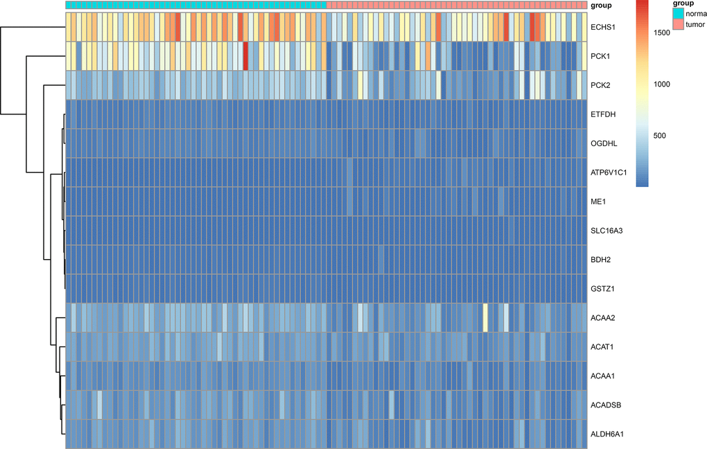Heat map showing differentially expressed genes in aerobic respiration between 50 matched hepatocellular carcinoma and normal tissue pairs in the TCGA cohort.