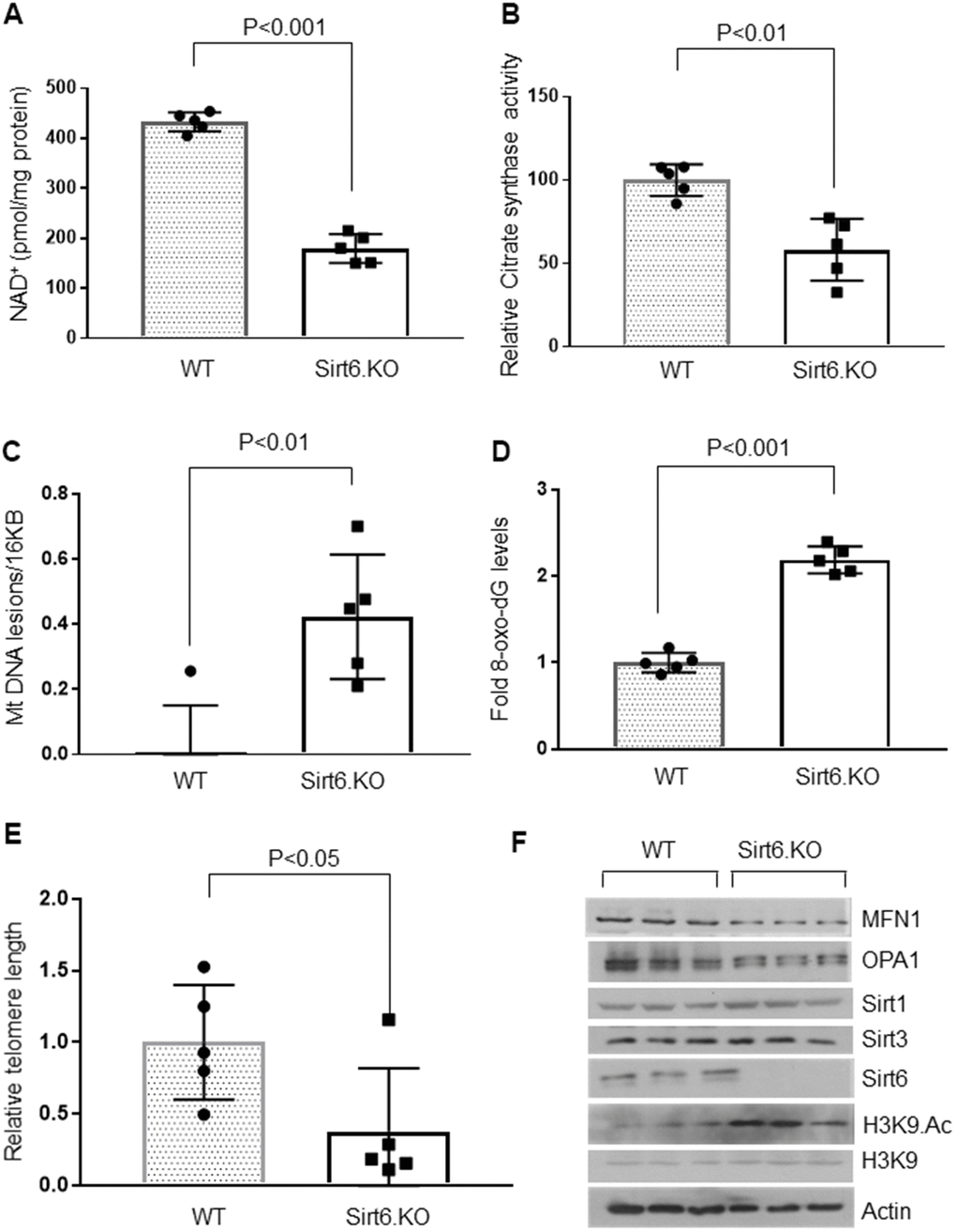 Sirt6.KO mice display cardiac aging phenotype. (A) Quantification of NAD+ contents in the heart lysate of wild type and Sirt6.KO mice. Values are mean ± SE, n = 5. (B) Relative Mitochondrial citrate synthase activity in the heart of Wild type and Sirt6.KO mice. Values are mean ± SE, n = 5. (C) Relative mitochondrial DNA lesions in the heart of Wild type and Sirt6.KO mice. Values are mean ± SE, n = 5. (D) 8-Oxo-dG content in the DNA of the whole heart of Wild type and Sirt6.KO mice. Values are mean ± SE, n = 5. (E) Relative telomere length of Wild type and Sirt6.KO mice. Values are mean ± SE, n = 5. (F) Heart lysates of Wild type and Sirt6.KO mice were subjected to immunoblotting using indicated antibodies. Representative blots of three different mice in each group are shown, n = 6. (Quantification of blots is given in Supplementary Figure 4A–4E).