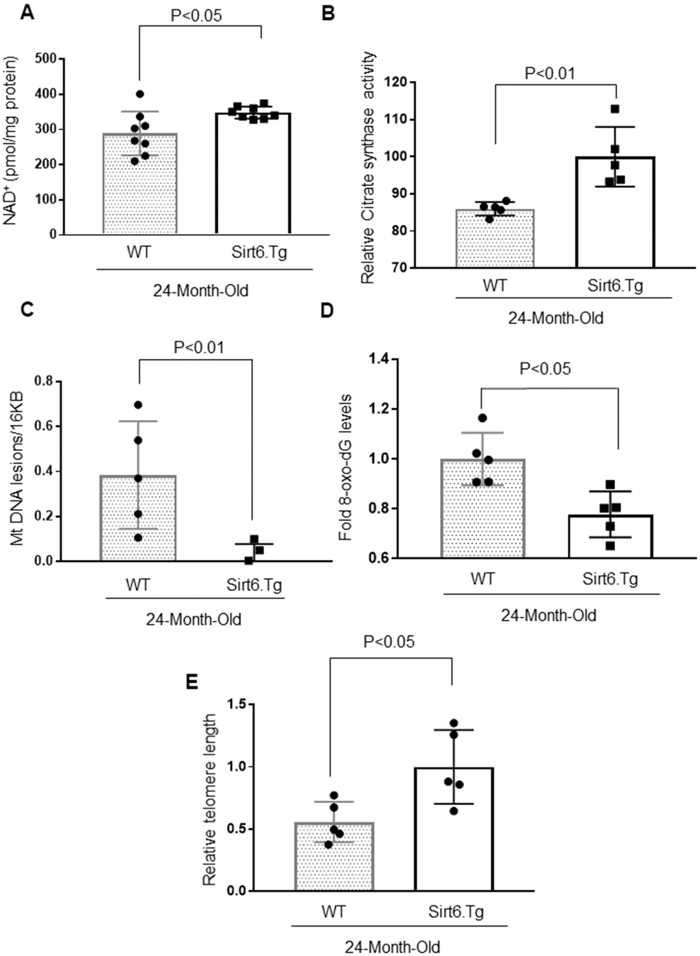 Sirt6.Tg mice display reduced cardiac aging phenotype. (A) Quantification of NAD+ contents in the heart lysate of 24-month-old WT and 24-month-old Sirt6 transgenic (Sirt6.Tg) mice. Values are mean ± SE, n = 8. (B) Relative Mitochondrial citrate synthase activity in the heart of Wild type and Sirt6.Tg mice. Values are mean ± SE, n = 5. (C) Relative mitochondrial lesions in the heart of Wild type and Sirt6.Tg mice. Values are mean ± SE, n = 5. (D) 8-Oxo-dG content in the DNA of the whole heart of Wild type and Sirt6.Tg mice. Values are mean ± SE, n = 5. (E) Relative telomere length of Wild type and Sirt6.Tg mice. Values are mean ± SE, n = 5.