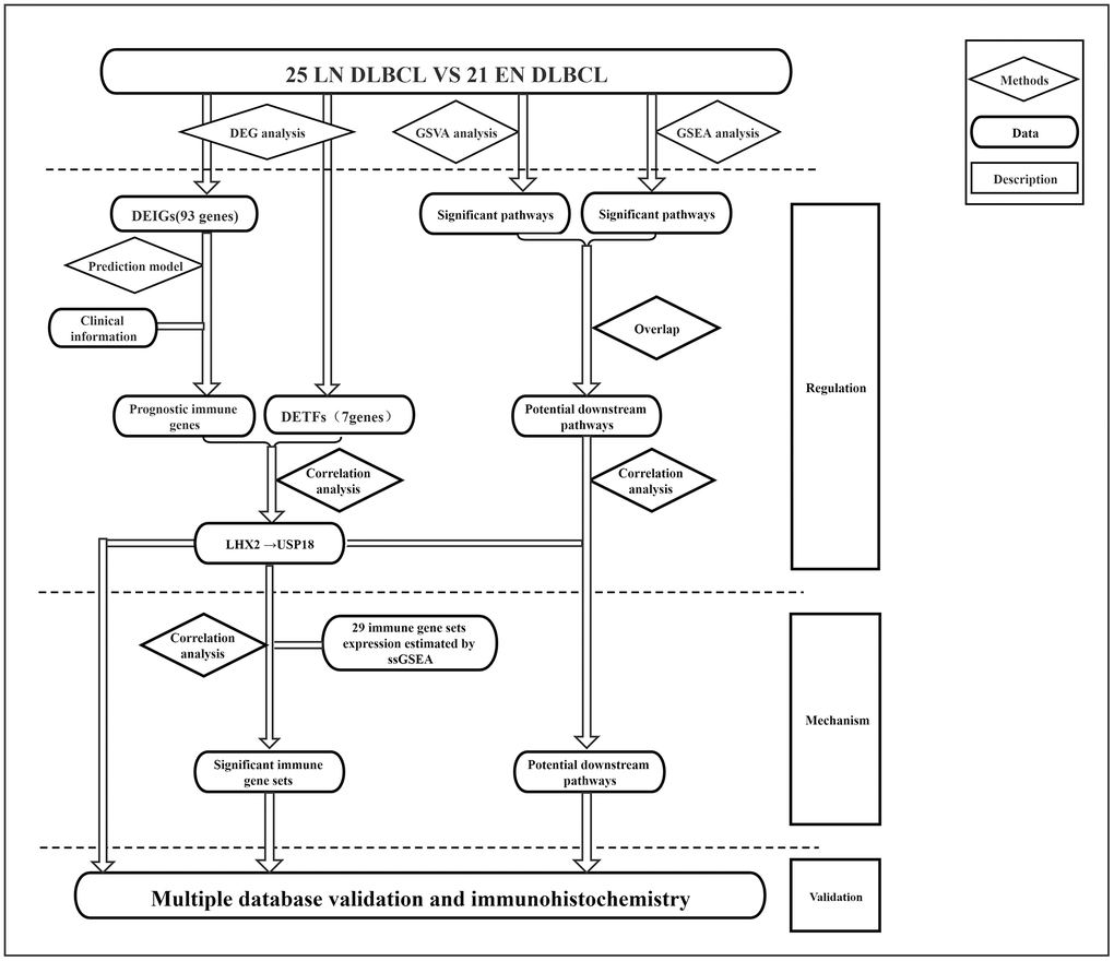 The flowchart of analysis process of this study.