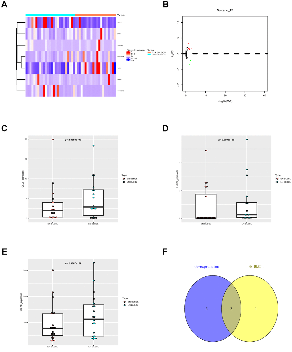 The DETFs between EN and LN DLBCL. (A) The heatmap and (B) volcano plot of 7 DETFs; (C) The box plot to show expression of CCL1 between EN and LN DLBCL; (D) The box plot to show expression of IFNA21 between EN and LN DLBCL; (E) The box plot to show expression of USP18 between EN and LN DLBCL; (F) The Venn plot to show overlap of ENI- and DETFs- related immune genes. Abbreviations: DETFs, Differentially expressed transcription factors; CCL1, C-C motif chemokine ligand 1; IFNA21, Interferon alpha-21; USP18, Ubiquitin specific peptidase 18; ENI, Extranodal involvement.