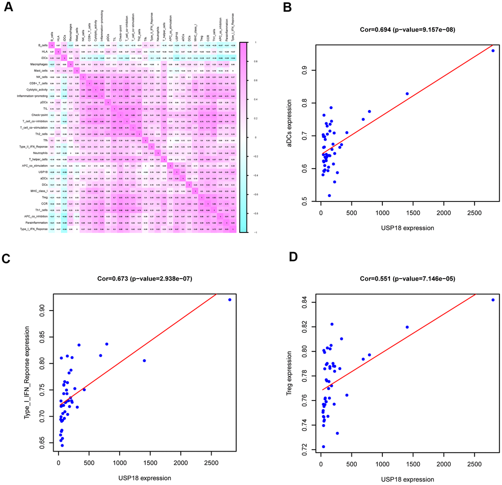 The immune gene sets related to USP18 in EN DLBCL. (A) The coexpression heatmap of USP18 with immune gene sets in DLBCL. (B) The linear regression to show the correlation between USP18 and aDCs; (C) The linear regression to show the correlation between USP18 and type I IFN response; (D) The linear regression to show the correlation between USP18 and Tregs; Abbreviations: aDCs, Activated dendritic cells; Tregs, Regulatory T cells.