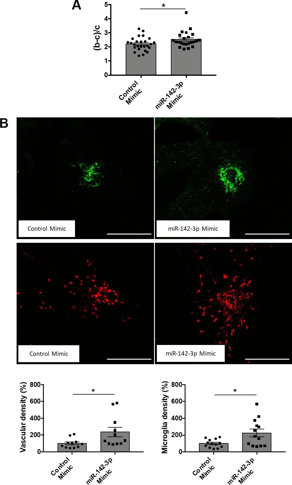 Overexpression of miR-142-3p in a laser-induced CNV mouse model increases both vascular and inflammatory phenotypes. (A) OCT measurement presented as (b-c)/c ratios where b is the CNV lesion thickness and c is the adjacent choroid thickness. b and c were measured just prior to sacrifice (n = 24-26 per experimental group). (B) Flat-mounted choroids showing vascular (in green) and microglia (in red) density and corresponding quantification. Scale bar = 250 μm (n = 11-13 per experimental group). All results are presented as mean +- SEM. Mann Whitney test (* = p ≤ 0.05).