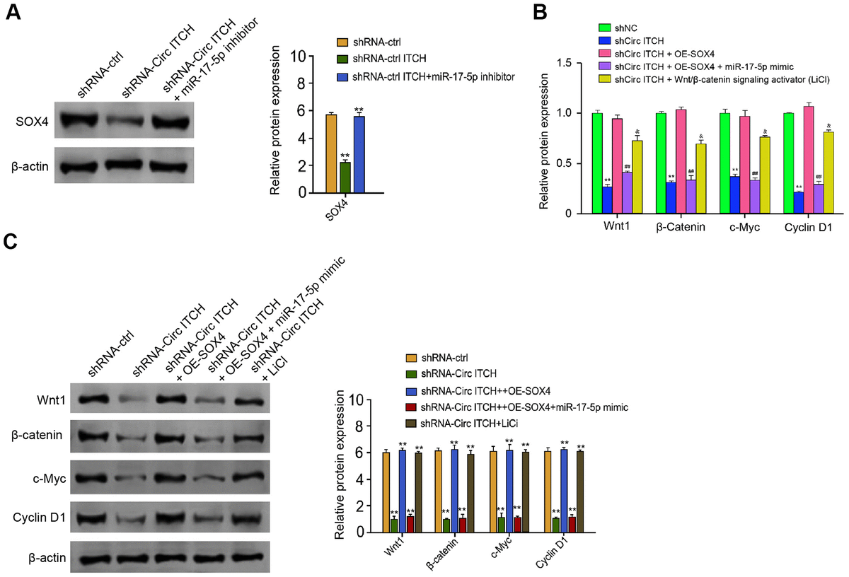 Circular RNA ITCH Promotes Extracellular Matrix Degradation Via ...