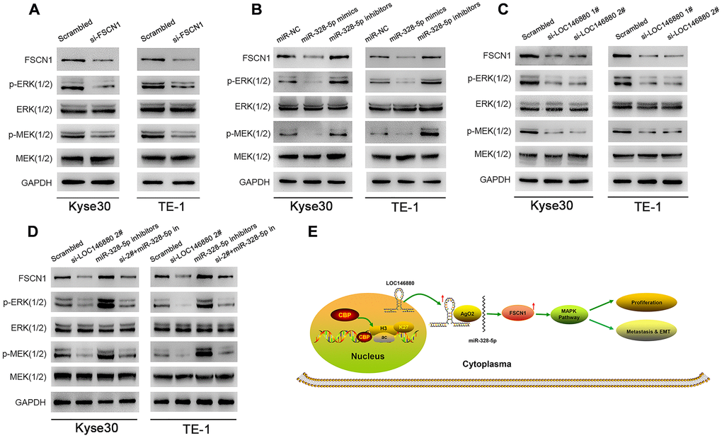 FSCN1 regulates ESCC cell growth and progression via MAPK signaling pathway in a LOC146880-dependent manner. (A–D) Western blotting analysis shows levels of FSCN1 and MAPK signaling pathway proteins, MEK (1/2), ERK (1/2), p-MEK (1/2) and p-ERK (1/2) in (A) Kyse30, TE-1 transfected with control and si-FSCN1, (B) Kyse30 and TE-1 cells transfected with miR-NC, miR-328-5p mimics and miR-328-5p inhibitors, and (C) control and LOC146880-silenced ESCC cells, (D) Kyse30 and TE-1 cells transfected with scrambled, si-LOC146880#2, miR-328-5p inhibitors, miR-328-5p inhibitors plus si-LOC146880#. (E) Schematic representation shows that H3K27 acetylation-induced LOC146880 over-expression promotes ESCC growth and progression by upregulating FSCN1/MAPK signaling pathway via sponging of miR-328-5p.