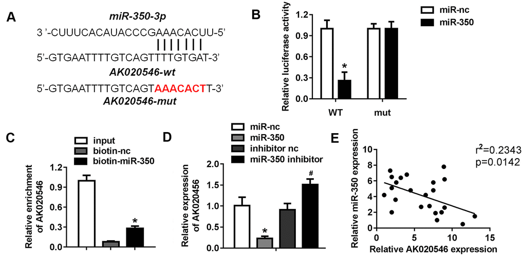 LncRNA AK020546 sponged miR-350-3p in H9c2 cardiomyocytes. (A) The potential targeting region predicted by bioinformatics analysis. (B) Luciferase assay was performed to verify whether miR-350-3p targeted AK020546 in H9c2 cardiomyocytes (n = 5). (C) RNA pull-down assay confirmed the interaction between AK020546 and miR-350-3p (n = 5). (D) qPCR was used to detect the expression of AK020546 in different groups (n = 5). (E) Pearson’s analysis was performed to investigate the correlation between AK020546 and miR-350-3p (n = 5). *p #p 