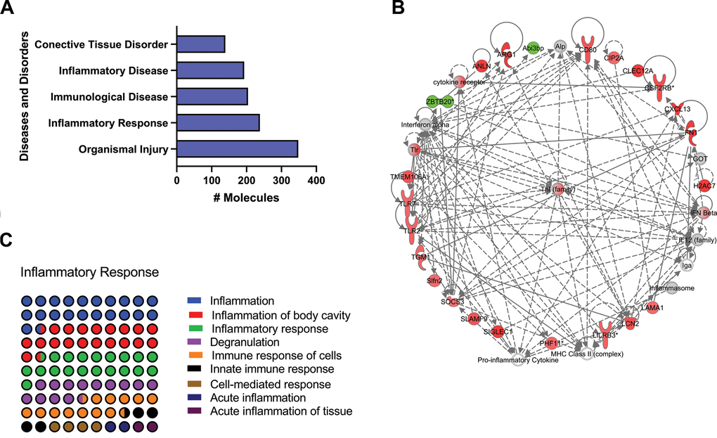 Identification of top enriched diseases and disorders related pathways of old versus young mice lungs using IPA Z-score algorithm. (A) Diseases and disorders category. (B) Percentage contribution of dysregulates pathways affecting the respiratory disease subcategory. (C) TNF interaction network. Colored nodes refer to genes found in our dataset (green downregulated; red upregulated). Uncolored nodes were not identified as differentially expressed in our experiment and were integrated into the computationally generated IPA networks.